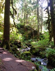 Sunlight streams through a lush forest with a creek