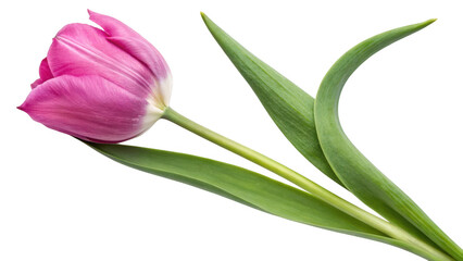 A single vibrant pink tulip with green leaves isolated on transparent background