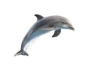 A dolphin leaps out of the water in an energetic display