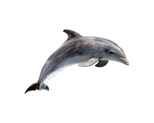 A dolphin leaps out of the water in an energetic display