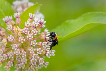 Serial. One of the photos on carpenter bee (Xylocopa) and blooming milkweed flowers (Asclepias syriaca) on blooming a meadow.