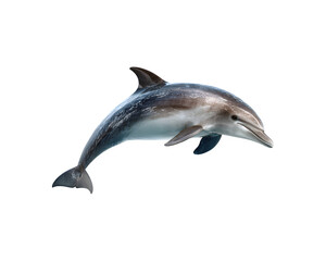 A dolphin leaps out of the water in an energetic display