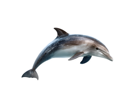 A dolphin leaps out of the water in an energetic display