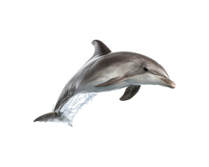 A dolphin leaps out of the water in an energetic display