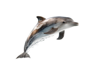 A dolphin leaps out of the water in an energetic display