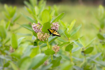 The Eastern Yellow Swallowtail is  Butterfly native to eastern North America,state insect of Virginia.