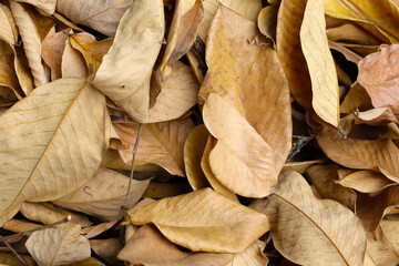 Dry brown leaves piled together on the ground.