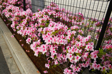 Pink azaleas bloom beautifully along a fence in Tokyo. Japan