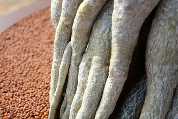 Adenium obesum with thick exposed roots above soil and clay pebbles.