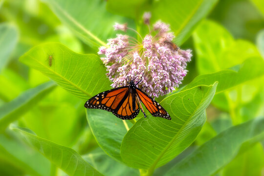 Monarch butterfly (Danaus plexippus) feeding on milkweed flowers. Monarch butterfly on blooming milkweed feeding on nectar