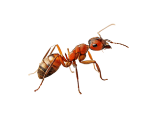 A close-up view of a red ant