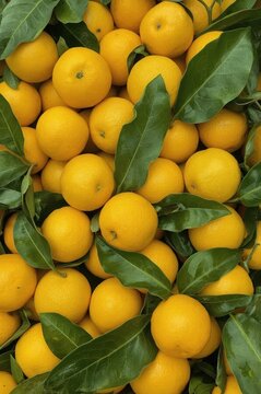 Fresh Cidra Fruta in Rustic Basket on Soil
