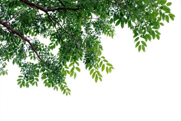 Fresh green leaves on branches against white background