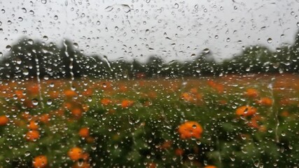 Raindrop covered glass with orange flower field view nature and weather concept - Powered by Adobe