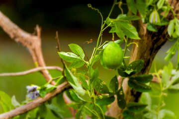 Unripe green passion fruit (Passiflora edulis) on vine. Close-up of an unripe passion fruit hanging on the vine