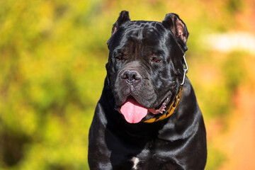 Cane Corso
