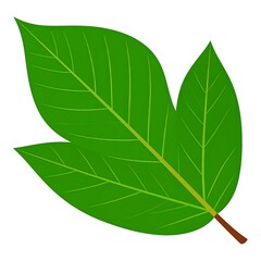 Fototapeta premium A vibrant green leaf with prominent veins and a short stem