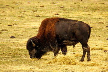 american buffalo in the field