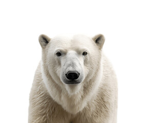 Half-body portrait of a polar bear facing camera
