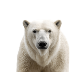 Half-body portrait of a polar bear facing camera
