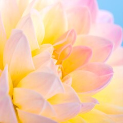 Fototapeta premium Close-up of pastel pink and yellow flower petals