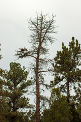 tree in the forest