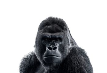 Half-body portrait of a gorilla directly facing the camera