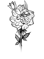 Black and White Floral Line Art, Hand-Drawn Rose and Tulip Illustration, Vintage Botanical Sketch with Bud, Elegant Nature Graphic, Perfect for Wedding and Branding.