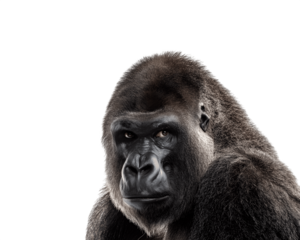 Half-body portrait of a gorilla directly facing the camera