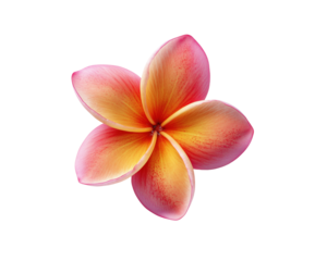 Frangipani blossom with pink and yellow petals