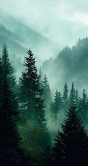 Misty mountain scene. Dense evergreen forest shrouded in fog, a serene, tranquil view