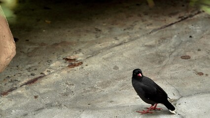 A small Black-bellied myna, an exotic bird with black plumage and a bright red beak, hops across a stone surface.