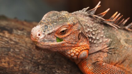 Detailed close-up profile of a magnificent red iguana showcasing its vibrant orange scales, spiky crest, and a tiny green leaf.