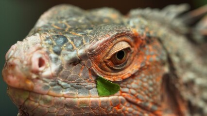 Close-up portrait of a vibrant red iguana, showcasing its intricate scales and watchful eye in a natural tropical environment.