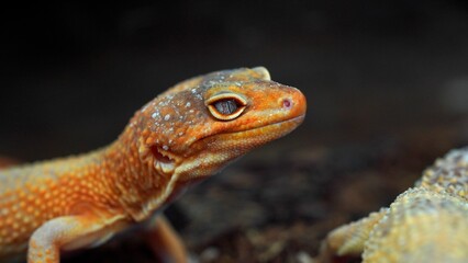 Stunning Close-Up of an Orange Leopard Gecko
