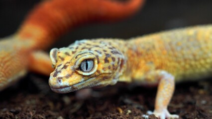 Close-up of a Leopard Gecko's captivating eye, showcasing intricate patterns and vibrant colors on its skin