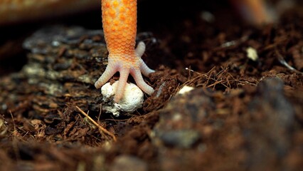 A delicate reptile foot carefully guards a newly laid egg, symbolizing the fragile beginning of new life.