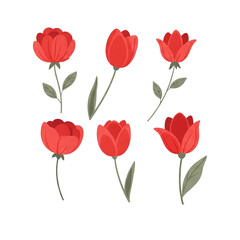 red tulips on white background