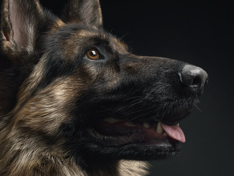 German Shepherd Dog Portrait Loyal Canine Animal Furry Happy Expression Pet Training Obedient Reliable Intelligent Profile Military Sheriff Hunting 