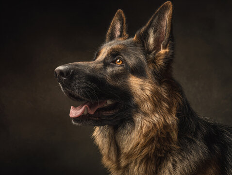 German Shepherd Dog Animal Portrait Petting Loyalty Intelligence Strong Alert Fur Ears Eyes Protection Domestic Powerful Headshot Grooming Affectionate 