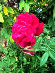 red rose in garden