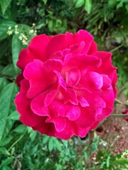 pink rose in garden