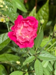 Obraz premium pink rose in garden