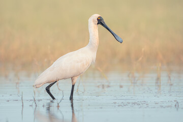 A wild royal spoonbill (Platalea regia) wading across a shallow freshwater lagoon in soft light, Australia