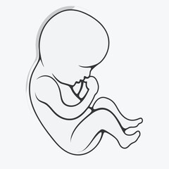 A line drawing of a fetus in a curled up fetal position