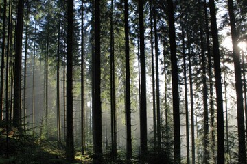 Obraz premium Forest Sunlight