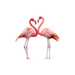 Two pink flamingos touch necks to form a heart shape