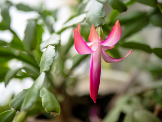 bright and beautiful blooming Schlumberger cactus