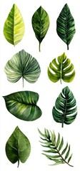 Obraz premium Watercolor illustration of various tropical leaves. Vibrant green leaves in different shapes and textures. Various leaf types including fiddle leaf fig, monstera deliciosa, and palm leaf
