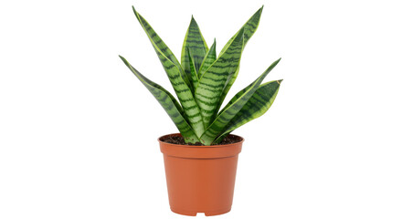 Obraz premium Snake plant in terracotta pot isolated on white background decorative indoor plant